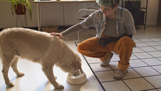 Why Your Dog’s Water Routine Matters More Than You Think