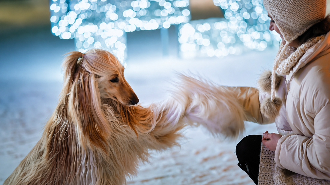 A Modern Guide to Winter Adventures With Your Dog