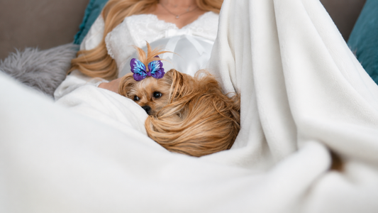 How to Create a More Comfortable Life for Your Dog at Home
