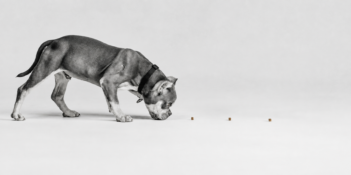 Nuzzora pet lifestyle collection