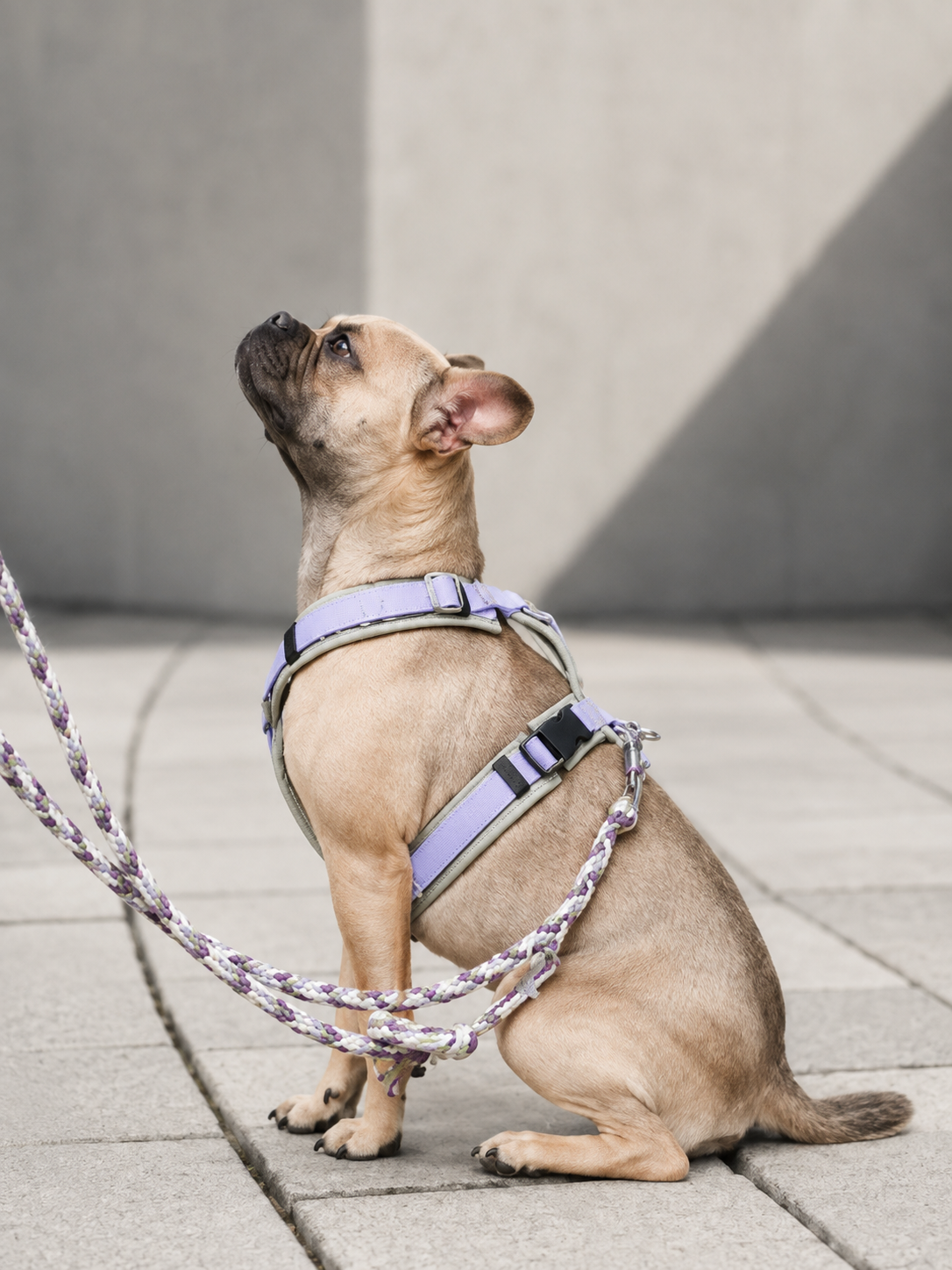 Nuzzora pet lifestyle image