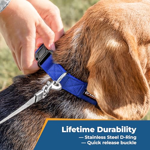 Personalized Dog Collar with Name & Phone Number