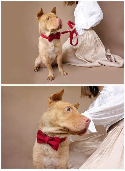 Personalized Dog Collar with Engraved Name & Number