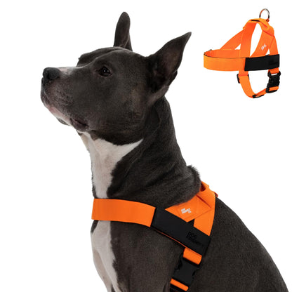 Comfort-Fit Everyday Dog Harness