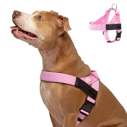 Comfort-Fit Everyday Dog Harness