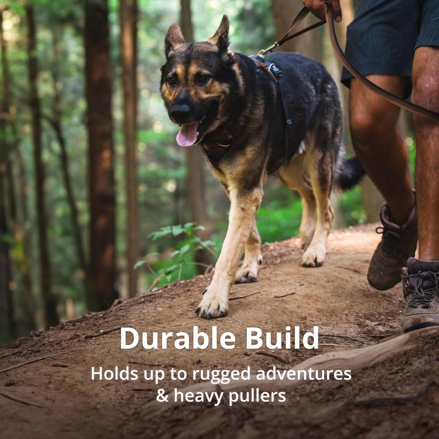 Front Range Padded Dog Harness