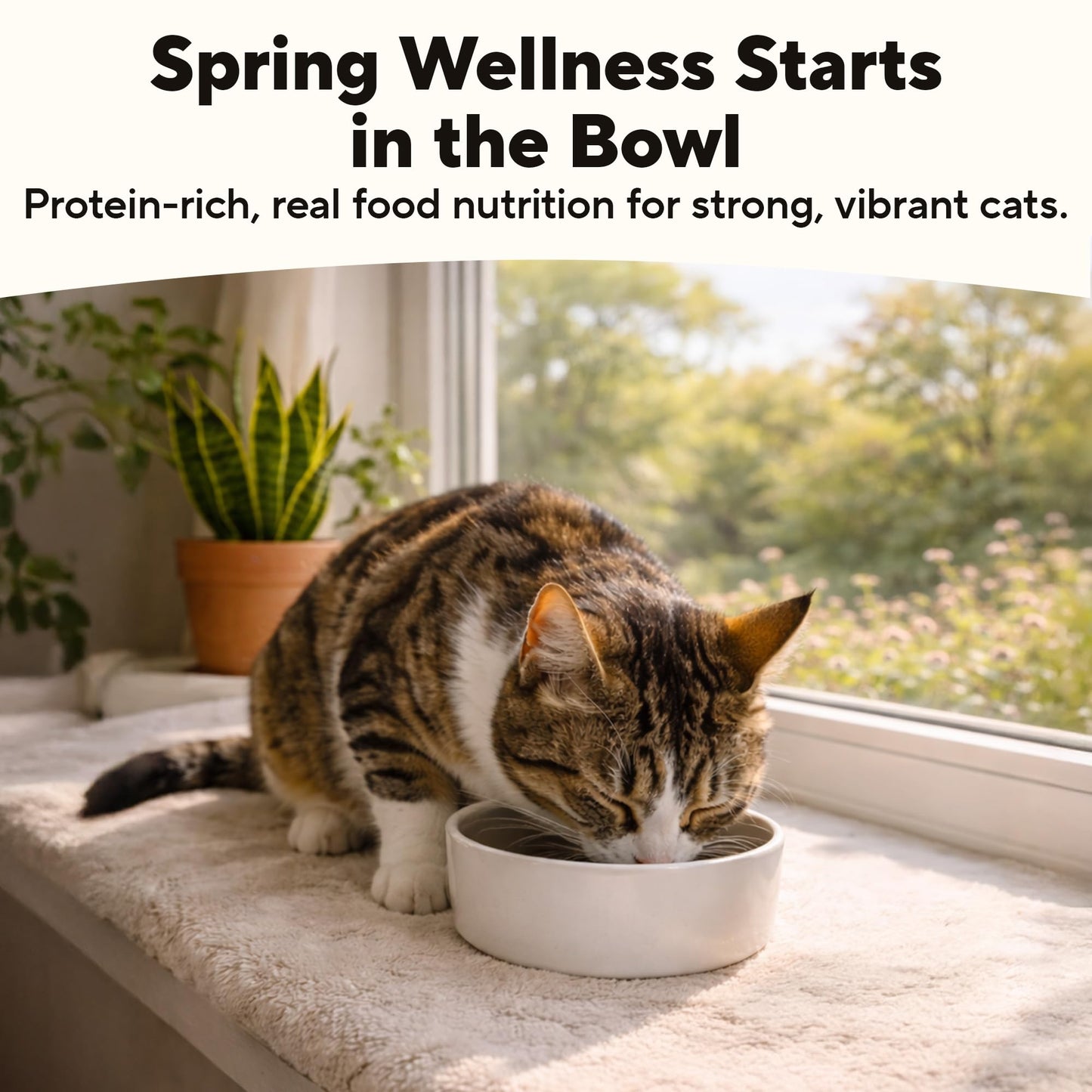 Natural Wet Cat Food Pâté & Chunks