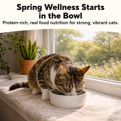 Natural Wet Cat Food Pâté & Chunks