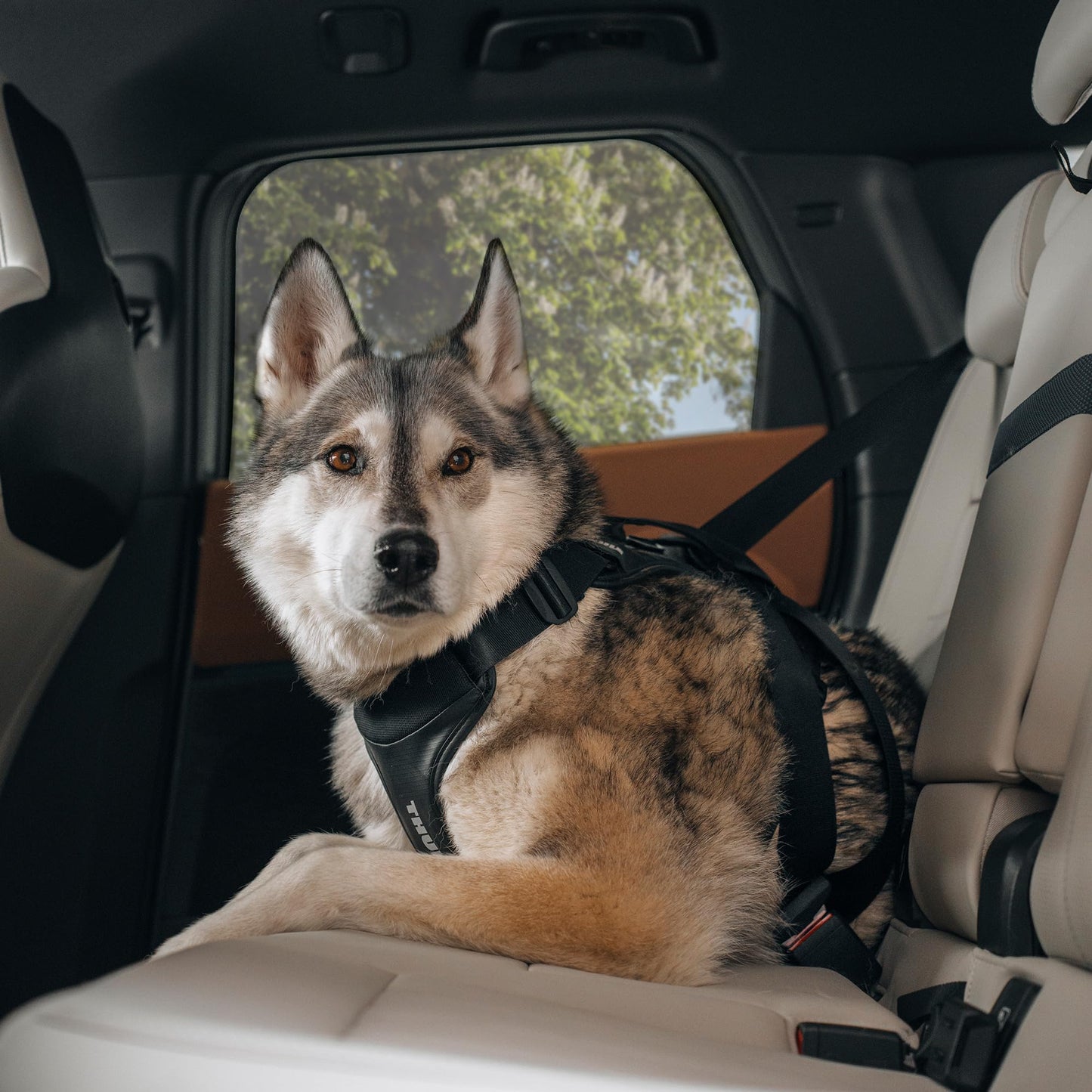Adjustable Dog Harness for Small Dogs