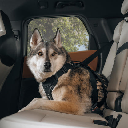 Adjustable Dog Harness for Small Dogs