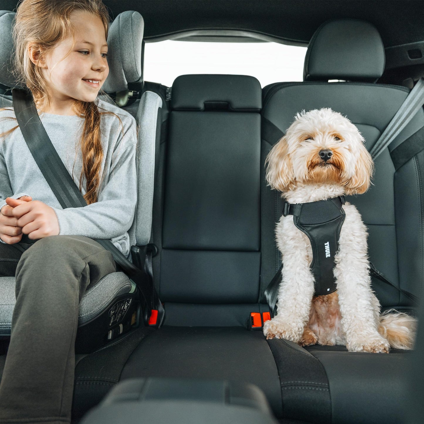Adjustable Dog Harness for Small Dogs