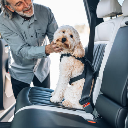 Adjustable Dog Harness for Small Dogs