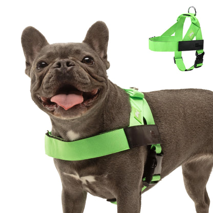 Comfort-Fit Everyday Dog Harness