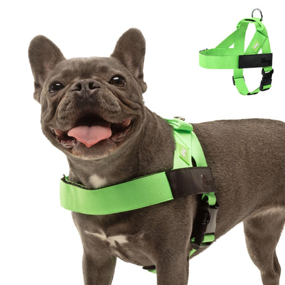 Comfort-Fit Everyday Dog Harness