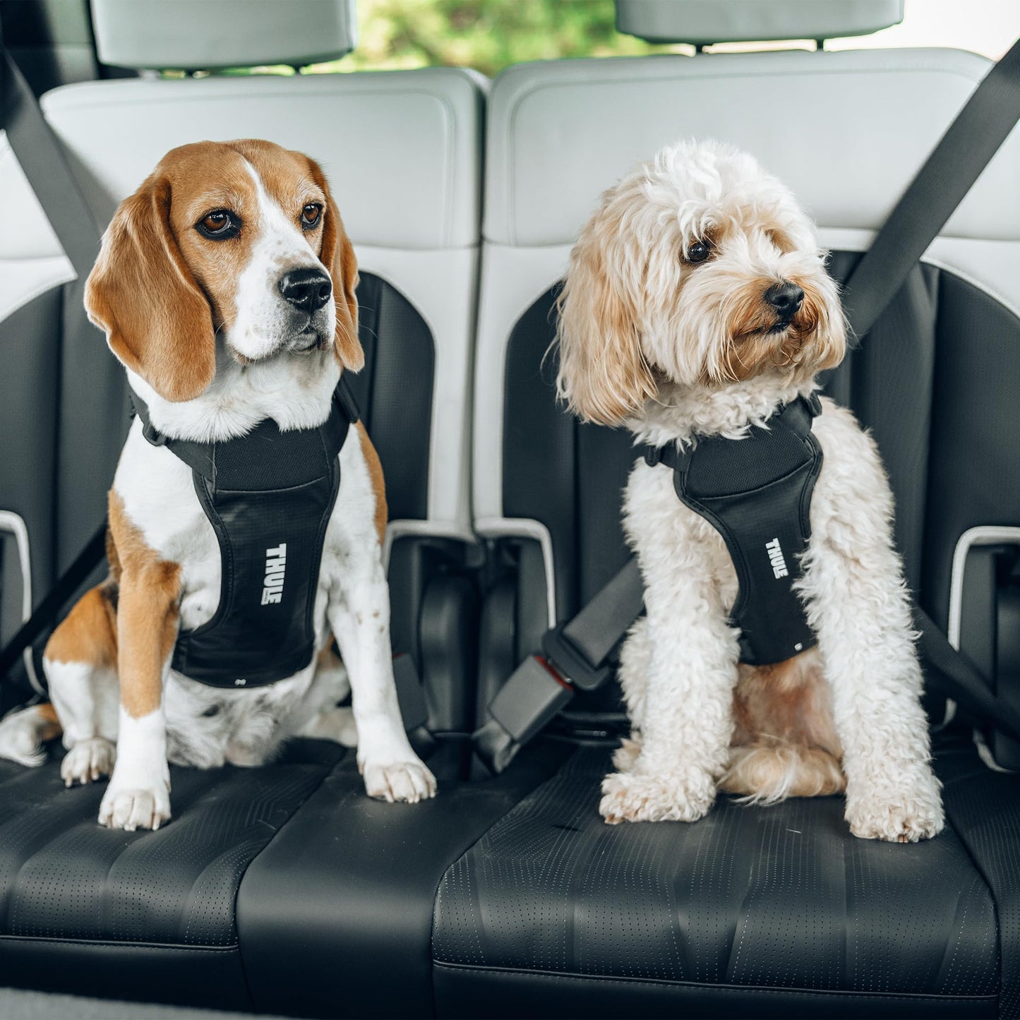 Adjustable Dog Harness for Small Dogs
